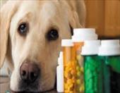 رفلاكس ادراري و درمان آندوسكوپيك آن با ماده جديد زيست محيط سازگار در سگ
